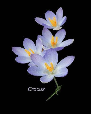 bokomslag Crocus