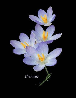 bokomslag Crocus