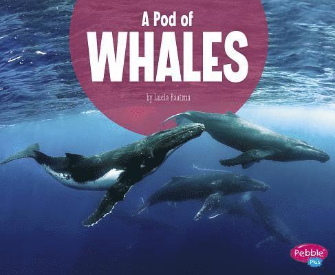 Lucia Raatma - A Pod of Whales, Inbunden