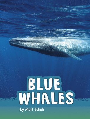 Mari Schuh - Blue Whales, Inbunden