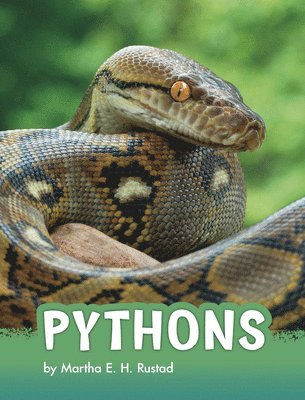 bokomslag Pythons