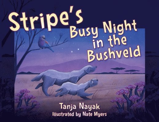 Stripe's Busy Night in the Bushveld 1