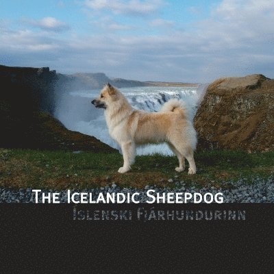 Icelandic Sheepdog 1