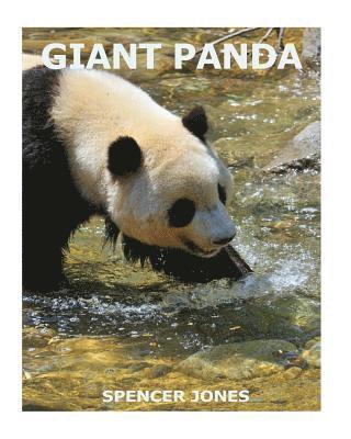 Giant Panda 1