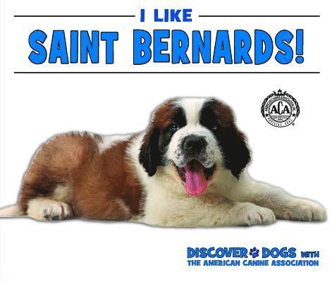 I Like Saint Bernards! 1
