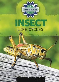 bokomslag Insect Life Cycles