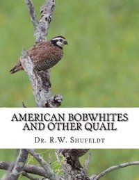 bokomslag American Bobwhites and Other Quail