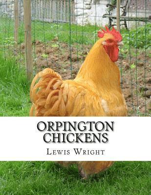 bokomslag Orpington Chickens: From The Book of Poultry