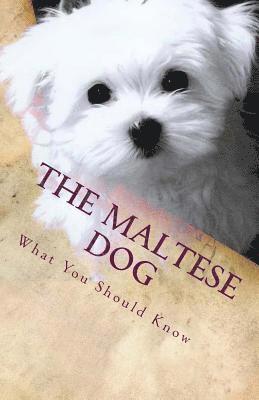 The Maltese Dog: What You Should Know 1