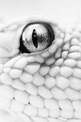 Stoker Bram - The Lair of the White Worm, Häftad