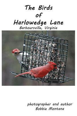 The Birds of Harlowedge Lane: Barboursville, Virginia 1