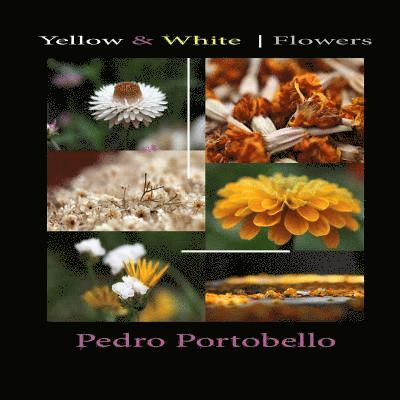 Yellow & White Flowers: Photo Album 1