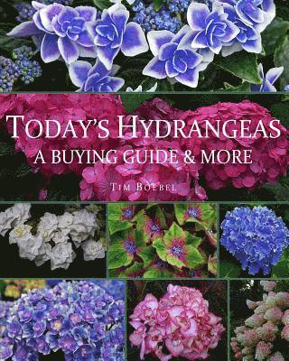 Today's Hydrangeas: A Buying Guide & More 1