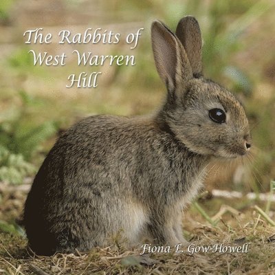 Rabbits of West Warren Hill 1