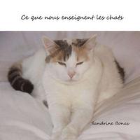 bokomslag Ce que nous enseignent les chats