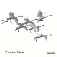 bokomslag Trumpeter Swans