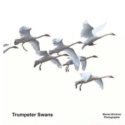 Trumpeter Swans