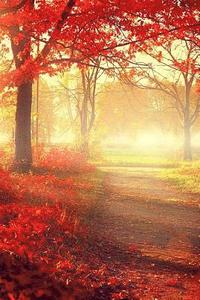 bokomslag Autumn Trail