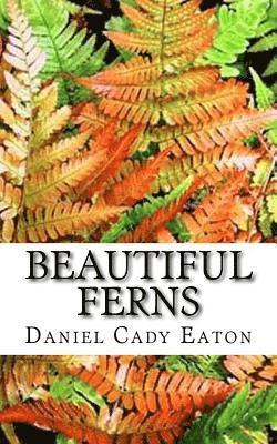 Beautiful Ferns 1