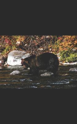 Babies, Barrels, and Bears 1