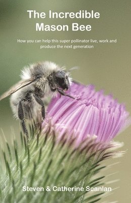 bokomslag Incredible Mason Bee