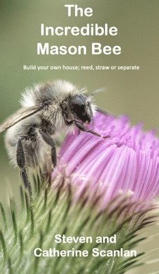 Incredible Mason Bee