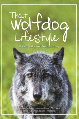 That Wolfdog Lifestyle 1