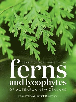 bokomslag Identification Guide to the Ferns and Lycophytes of Aotearoa NZ