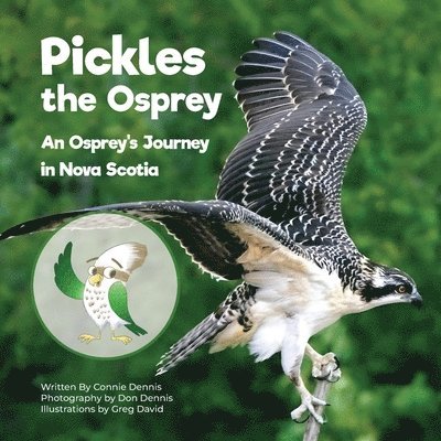 Pickles the Osprey 1