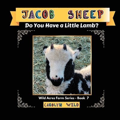 Jacob Sheep 1