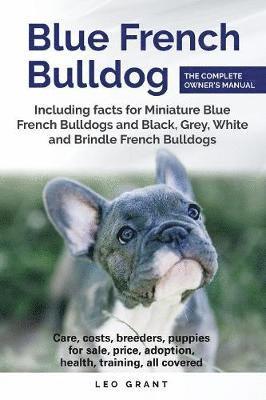 bokomslag Blue French Bulldog