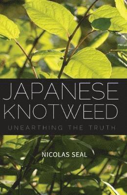 Japanese Knotweed