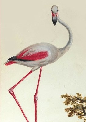 bokomslag Carnet Blanc, Flamant Rose