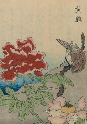 bokomslag Carnet Blanc, Oiseaux Étrangers