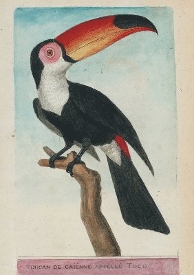 bokomslag Carnet Blanc, Toucan, Dessin 18e Sicle