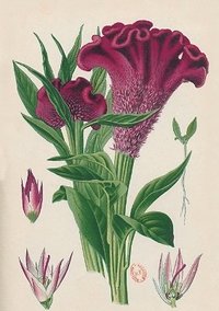 bokomslag Carnet Blanc, Celosia Cristata, Dessin 19e Sicle