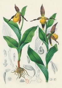 bokomslag Carnet Blanc, Orchide Jaune, Dessin 19e Sicle