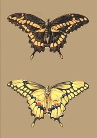 bokomslag Carnet Lign, Papillons Cresphontes