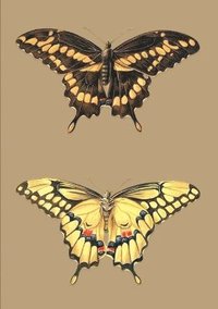 bokomslag Carnet Ligné, Papillons Cresphontes