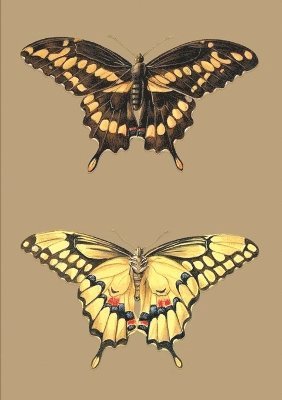 bokomslag Carnet Ligné, Papillons Cresphontes