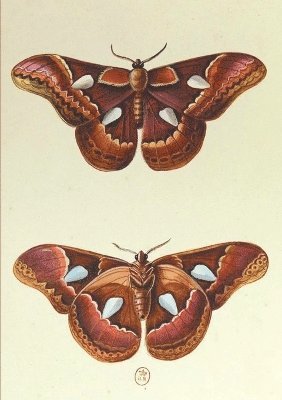 bokomslag Carnet Ligné, Papillons Le Porte-Miroir