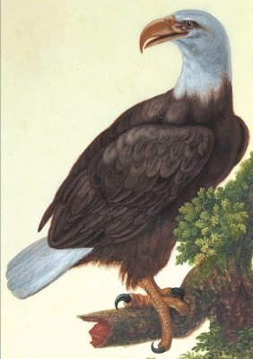 AUBRIET -C - Carnet Ligné, Vautour, Häftad