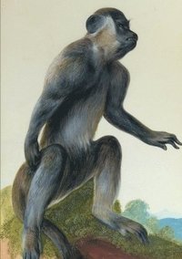 bokomslag Carnet Lign, Macaque
