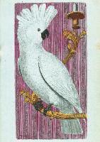 Carnet Ligné Kakatoès, Dessin 18e Siècle