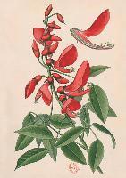 Carnet Ligné Erythrine, Dessin 19e Siècle