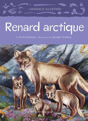 Renard Arctique