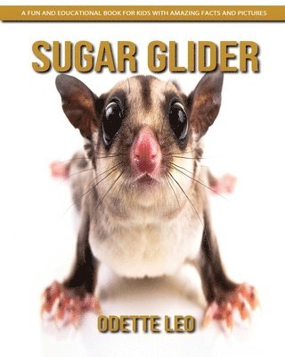 Sugar Glider 1