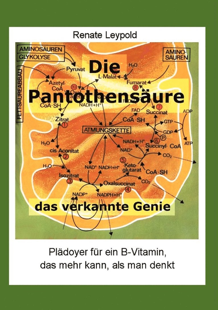 Die Pantothensaure - das verkannte Genie 1