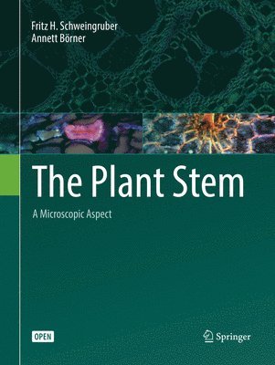 The Plant Stem 1
