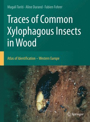 Traces of Common Xylophagous Insects in Wood 1